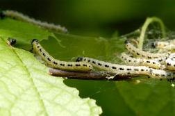 ermine caterpillars