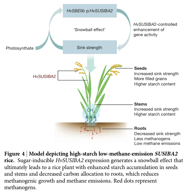 methane model rice