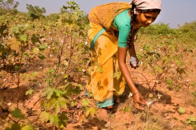 Cotton_picking_in_India