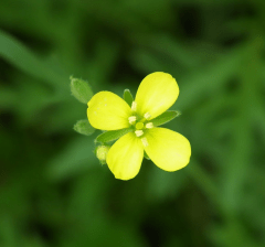 rucola-flower