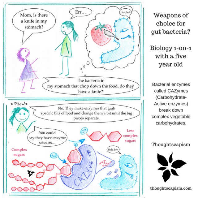 Armed gut bacteria (1)