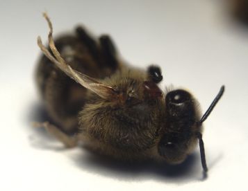 Honey_bee_with_Deformed_Wing_Virus_and_Varroa_destructor