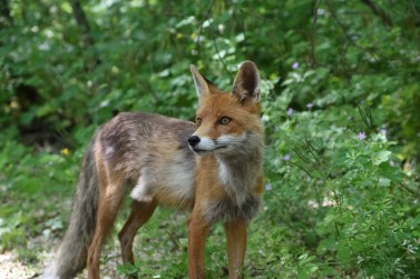 Chernobyl_fox_2016_-_1