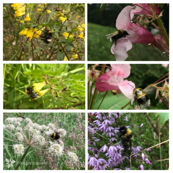 Bumble Bees Finland Logo